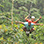 Vista Los Suenos Adventure Park Full Day Adventure