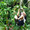 Rainforest Canopy Zip Line Tour + Limon Banana Plantation Combo