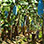 Rainforest Canopy Zip Line Tour + Limon Banana Plantation Combo