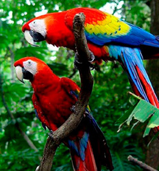 Bird Watching Mistico Hanging Bridges