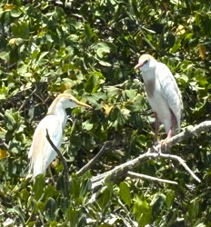 Birding Gulf of Nicoya (Mangroves & Isla San Lucas Beach)