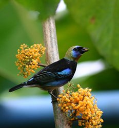 Birdwatching Near Arenal Volcano