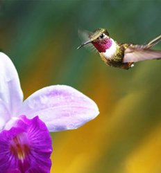 Birdwatching Tour at Kekoldi Indigenous Reserve