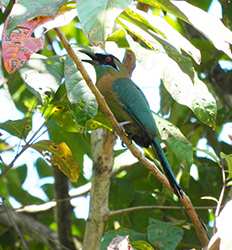 Carara National Park Tour