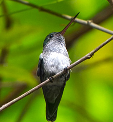 Carara National Park & Birdwatching from Manuel Antonio