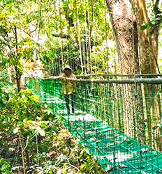 Costa Rica Hanging Bridges + Tarcoles River Cruise