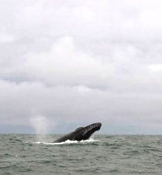 Costa Rica Whale Watching from San Jose