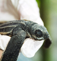 Gandoca Sea Turtle Nesting at Night (March - June)