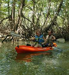 Damas Island Mangrove Kayak Tour