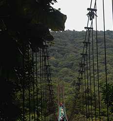 Monteverde Hanging Bridges Tour