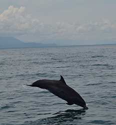 Marino Ballena Whale Watching & Wild Dolphin Combo