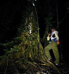 Monteverde Zipline + Cloud Forest Night Hike