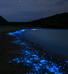 Nicoya Bioluminescence Experience
