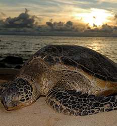 Sea Turtle Nesting Night Tour