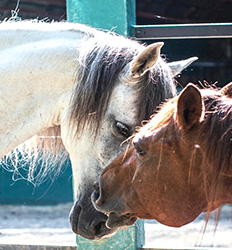 Puerto Viejo Honeymoon Horseback Ride