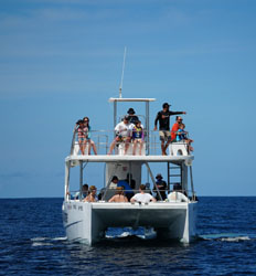 Samara Catamaran Ocean Safari (Snorkel, Dolphin & Whale Watching)