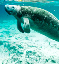 San San Pond Sak Manatee Excursion in Panama From Puerto Viejo