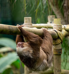 Selvatura Sloth Sanctuary