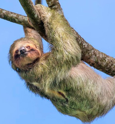 Sloths & Birds Nature Walk