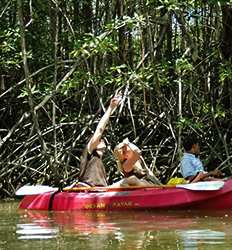 Estuary & Mangrove Kayak Tour Tamarindo