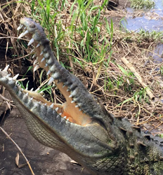Tarcoles Beach Horseback Ride + Crocodile Safari Combo