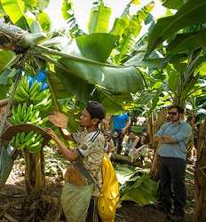Tortuguero Canal Boat Tour + Limon Banana Plantation Combo