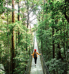 Treetopia Ultimate Monteverde Cloud Forest Experience
