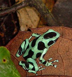 Veragua Rainforest Frog Habitat & Butterfly Garden