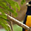 Avistamiento de Aves en la Reserva Indígena Kekoldi