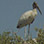 Avistamiento de Aves por la Mañana en Guanacaste