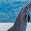 Avistamiento de Ballenas & Delfines Salvajes en Marino Ballena