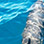 Avistamiento de Delfines & Ballenas en Barco Privado