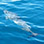 Avistamiento de Delfines & Ballenas en Barco Privado
