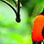 Perezosos & Aves en el Parque Natural
