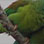 Perezosos & Aves en el Parque Natural