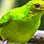 Perezosos & Aves en el Parque Natural