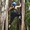 Escalada Por Las Copas De Los Árboles Del Bosque Nuboso De Monteverde