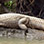 Excursión al Safari de Cocodrilos en el Río Tarcoles