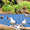 Excursión de Chocolate en Costa Rica + Safari en Barco para Avistar Cocodrilos
