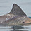 Excursión de Delfines Dolphin Discovery + Beach Break en Punta Mona