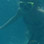 Excursión de Snorkel & Caminata en el Parque Nacional Cahuita