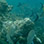 Excursión de Snorkel & Caminata en el Parque Nacional Cahuita