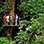 Excursión de Tirolesa en el Bosque Tropical Guanacaste