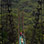 Excursión por los Puentes Colgantes de Monteverde