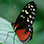 Jardín de Mariposas en el Eco Centro Danaus