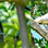 Observación de Aves en Costa Rica desde Puntarenas