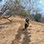 Paseo en Caballo en el Golfo de Papagayo