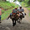 Paseo en Caballo hacia las Cascadas Tocori & Rancho Don Gilberto