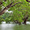 Pesca en el Manglar Damas en Manuel Antonio