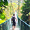 Puentes Colgantes en Arenal + Caminata a la Cascada La Fortuna